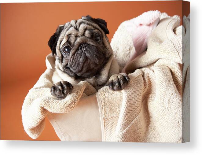 Horizontal Canvas Print featuring the photograph Dog In Laundry Basket by Chris Amaral