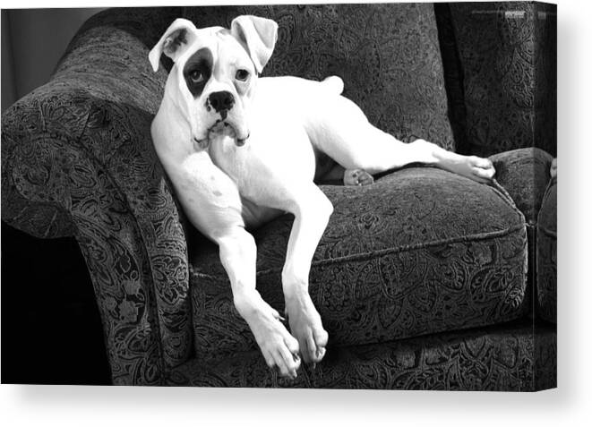 Dog Canvas Print featuring the photograph Dog on couch by Sumit Mehndiratta