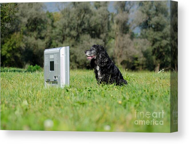 Dog Canvas Print featuring the photograph Dog watching TV by Mats Silvan