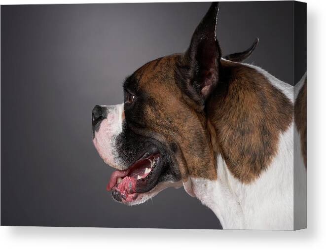 Horizontal Canvas Print featuring the photograph Dog With Mouth Open by Chris Amaral