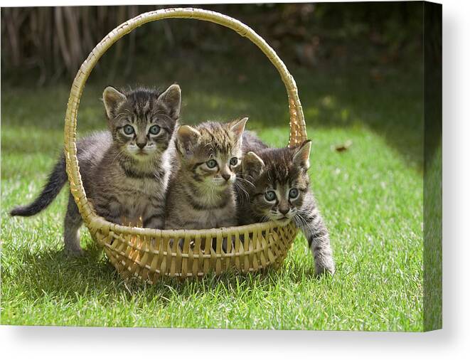 Mp Canvas Print featuring the photograph Domestic Cat Felis Catus Three Kittens by Konrad Wothe