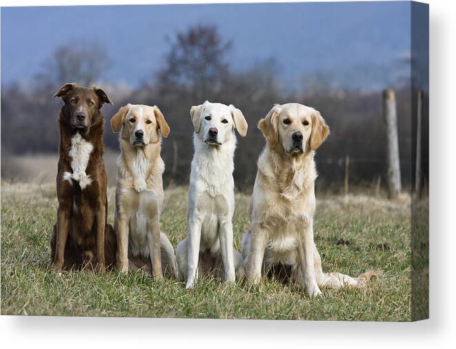 Mp Canvas Print featuring the photograph Domestic Dog Canis Familiaris Group by Konrad Wothe