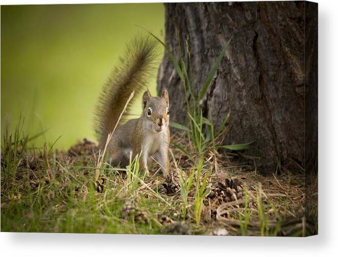 Squirrel Canvas Print featuring the photograph Douglas Squirrel by Martin Cooper