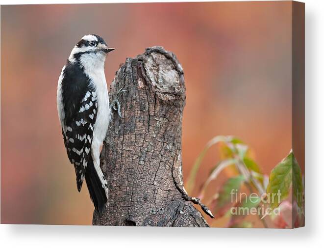 Bird Canvas Print featuring the photograph Downy Woodpecker by Jean A Chang