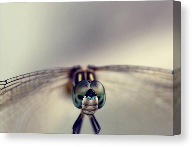 Dragonfly Canvas Print featuring the photograph Dragonfly Art by Joel Olives