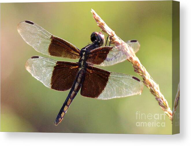 Dragonfly Canvas Print featuring the photograph Dragonfly Closeup by Kathy White