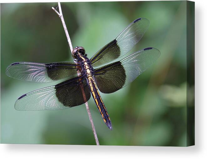 Insect Canvas Print featuring the photograph Dragonfly by Daniel Reed