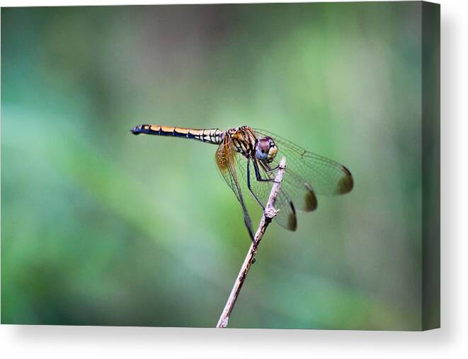Solitary Canvas Print featuring the photograph Dragonfly by SAURAVphoto Online Store