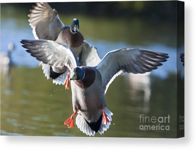 Air Canvas Print featuring the photograph Dramatic Ducks by Andrew Michael