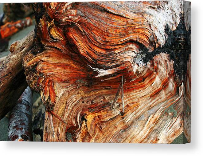 Redwood Canvas Print featuring the photograph Drift Redwood by Anthony Jones