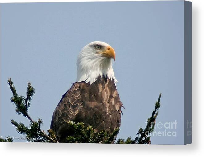 Eagle.bird Canvas Print featuring the photograph Eagle by Mitch Shindelbower