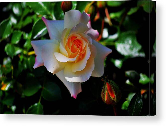 Rose Canvas Print featuring the photograph Easter rose by Helen Carson