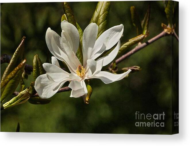 Magnolia Stellata Canvas Print featuring the photograph Easter Star by Byron Varvarigos