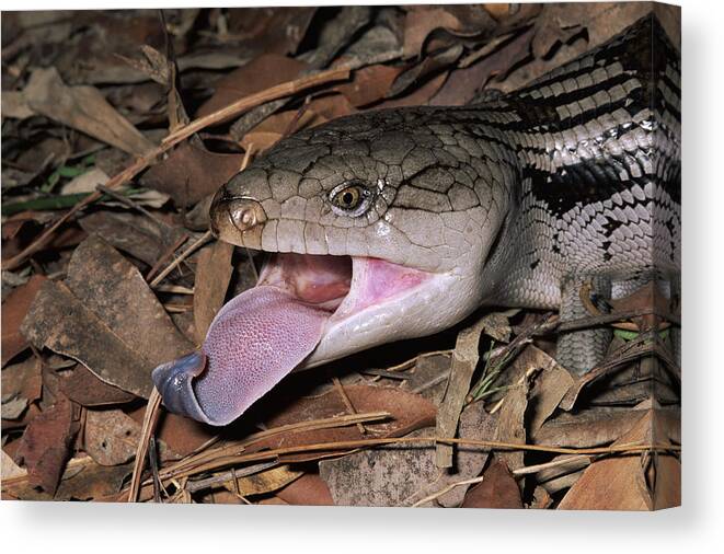 00510711 Canvas Print featuring the photograph Eastern Blue-tongue Skink Threat Display by Michael and Patricia Fogden