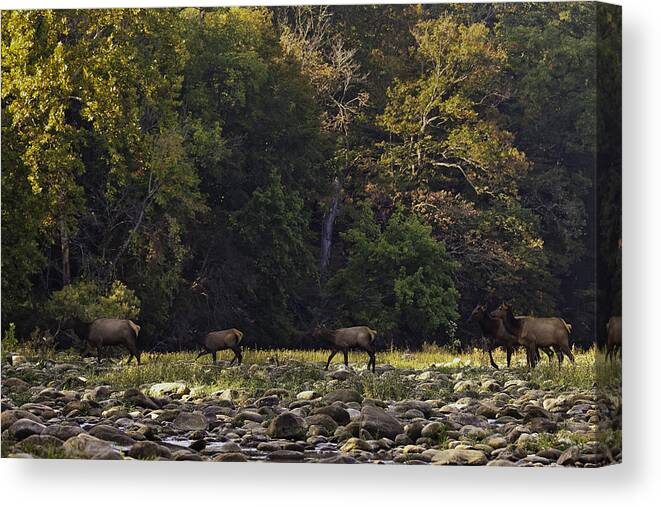 Elk Canvas Print featuring the photograph Elk Herd Crossing Buffalo National River by Michael Dougherty