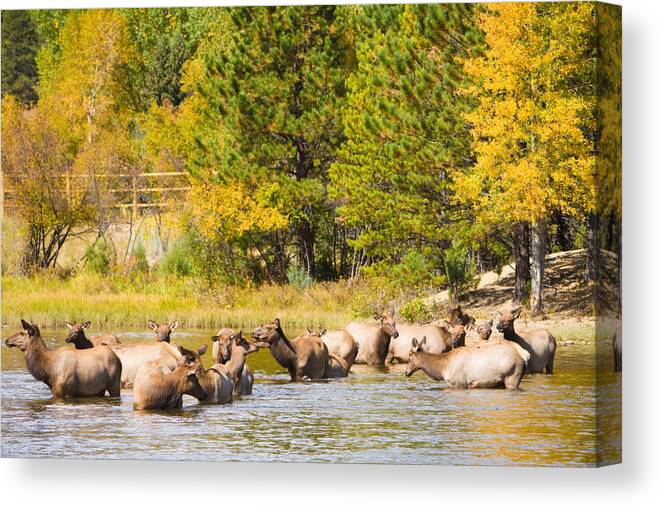 'estes Park' Canvas Print featuring the photograph Elk Herd with Autumn Colors by James BO Insogna