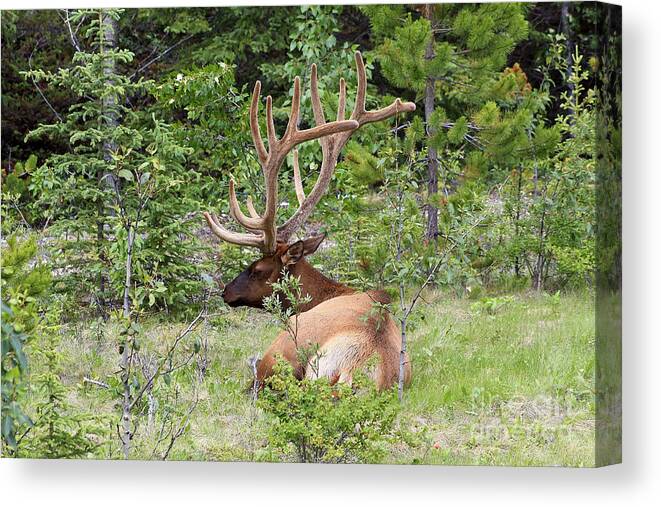 Animal Canvas Print featuring the photograph Elk in Jasper National Park by Teresa Zieba