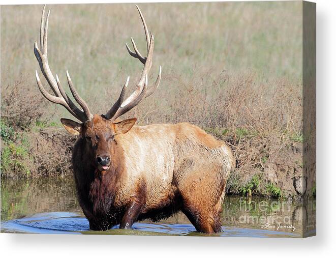 Elk Canvas Print featuring the photograph Elk by Steve Javorsky
