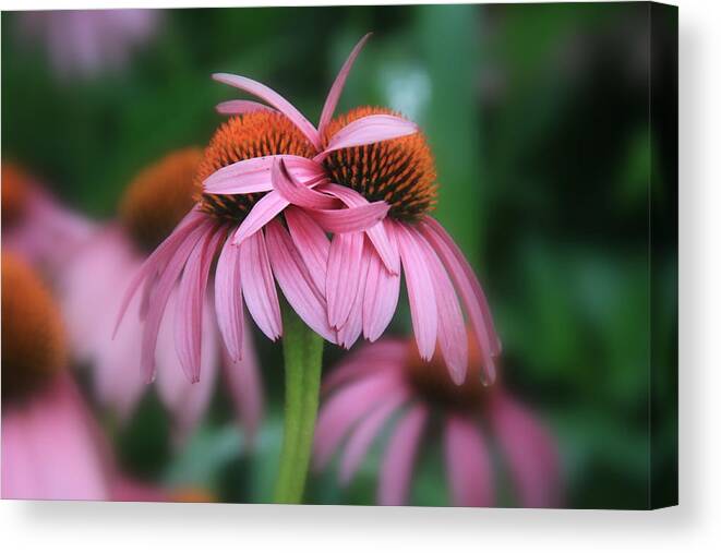  Coneflowers Canvas Print featuring the photograph Embrace by Rick Rauzi