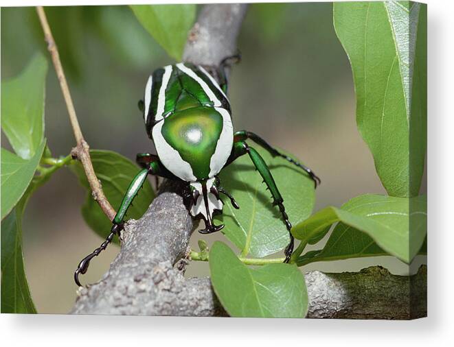 Mp Canvas Print featuring the photograph Emerald Fruit Chafer Beetle by Gerry Ellis