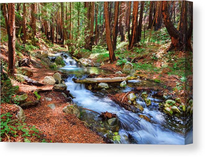 Stream Canvas Print featuring the photograph Enchanted Forest by Beth Sargent