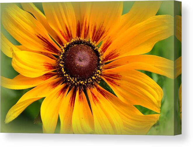 Flower Canvas Print featuring the photograph Enchanting Innocence.... by Tanya Tanski