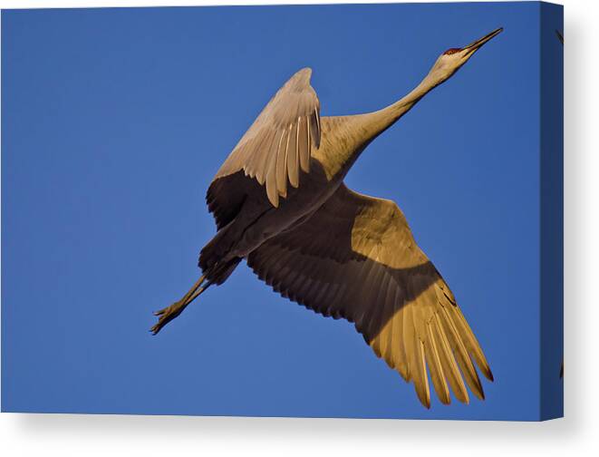 Bosque Del Apache Canvas Print featuring the photograph Escape Velocity by Harry Strharsky