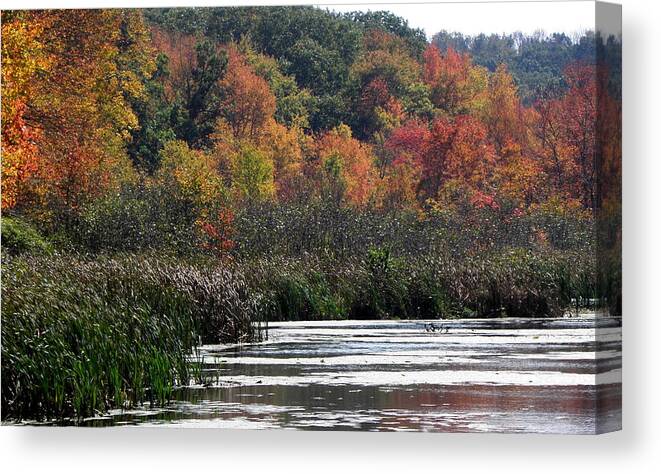Swamp Canvas Print featuring the photograph Even Swamps Have Beauty by Kim Galluzzo