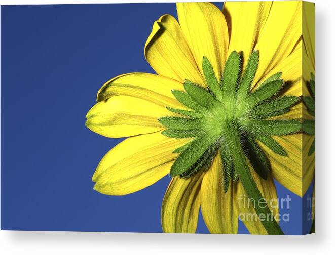 Sunflower Canvas Print featuring the photograph Facing the Sun by Sherry Davis