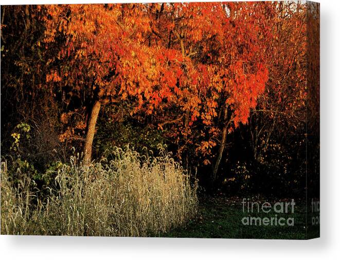 Fall Color Orange Grass Leaves Sunlight Evening Light Canvas Print featuring the photograph Fall Colors 2 by Vilas Malankar