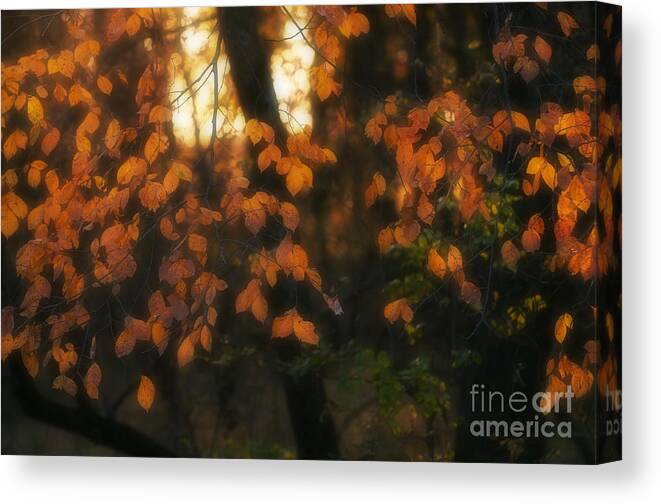 Fall Colours Canvas Print featuring the photograph Fall Colours by Art Whitton