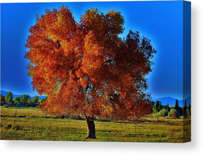 Oak Tree Canvas Print featuring the photograph Fall Fashion by Helen Carson