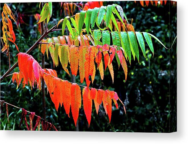 Fall Canvas Print featuring the photograph Fall Leaves by Burney Lieberman