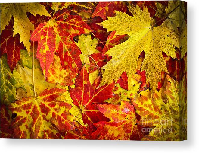Leaves Canvas Print featuring the photograph Fallen autumn maple leaves by Elena Elisseeva