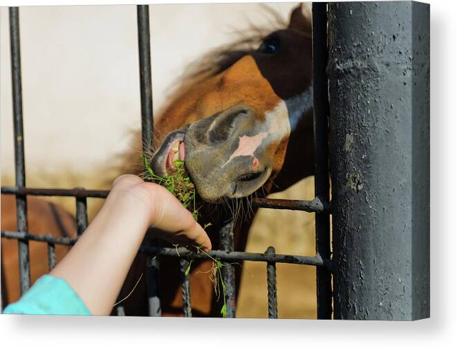 Horse Canvas Print featuring the photograph Feeding the horses in the zoo by Michael Goyberg