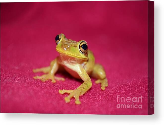 Frog Canvas Print featuring the photograph Feelin Froggy by Lynda Dawson-Youngclaus