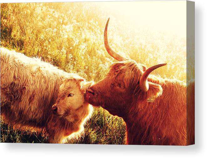 Jenny Rainbow Fine Art Photography Canvas Print featuring the photograph Fenella with Her Daughter. Highland Cows. Scotland by Jenny Rainbow