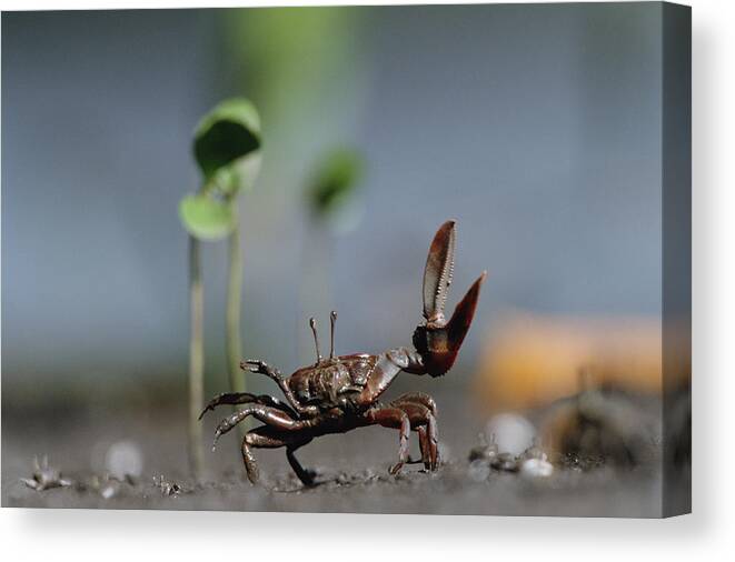 Mp Canvas Print featuring the photograph Fiddler Crab Uca Maracoani Waving by Konrad Wothe