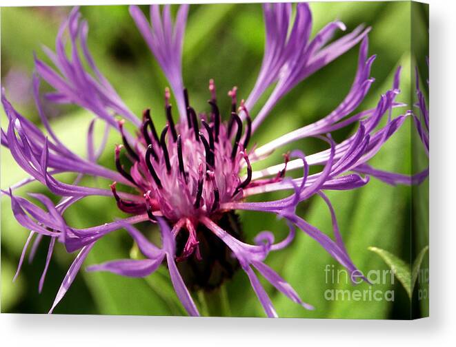 Purple Canvas Print featuring the photograph Firework Flower by Amanda Jones