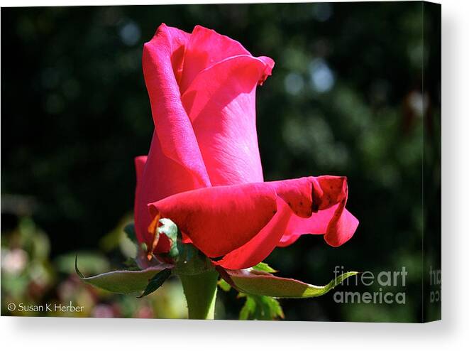Outdoors Canvas Print featuring the photograph First Petal by Susan Herber