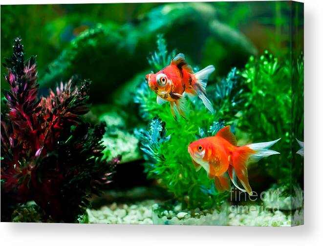 Fish Canvas Print featuring the photograph Fish Tank by Matt Malloy