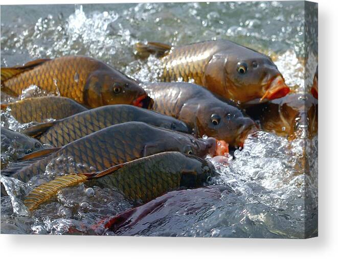 Fish Canvas Print featuring the photograph Fishing and Hunting by Elizabeth Winter