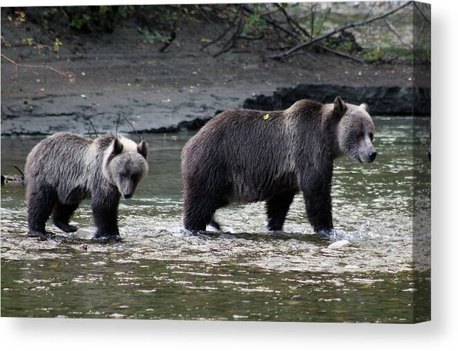 Grizzly Canvas Print featuring the photograph Fishing Lessons by Cathie Douglas