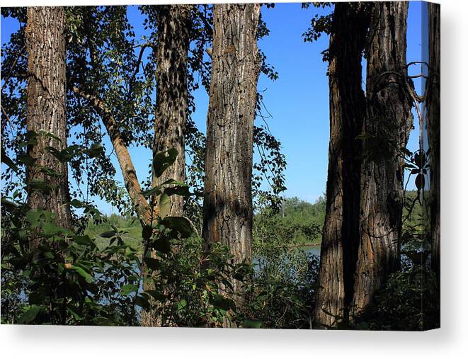 Trees Canvas Print featuring the photograph Five Balsam Poplar trees by Jim Sauchyn