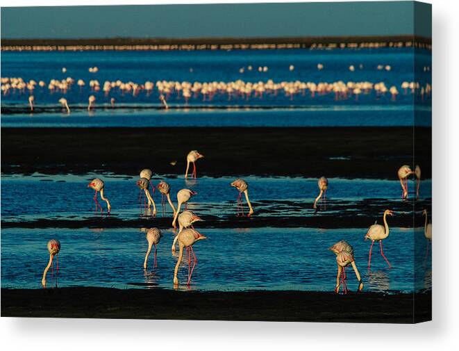 Africa Canvas Print featuring the photograph Flamingo gathering by Alistair Lyne