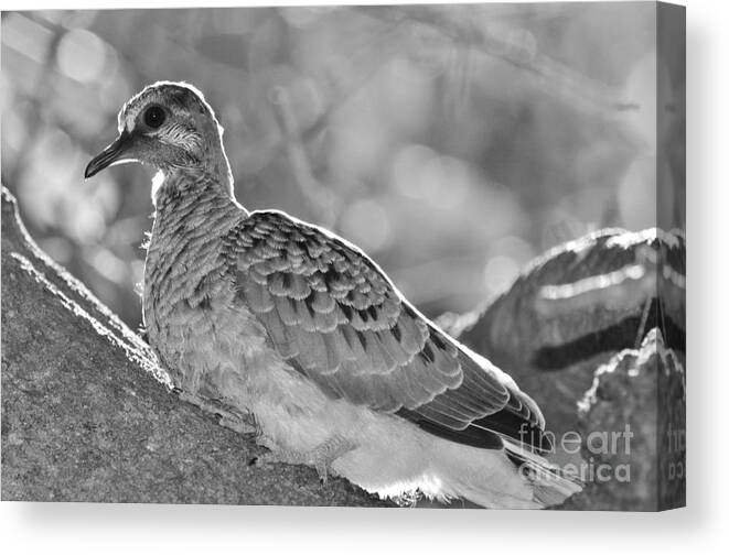 Mourning Dove Canvas Print featuring the photograph Fledgeling in Oak Tree BW by Lynda Dawson-Youngclaus