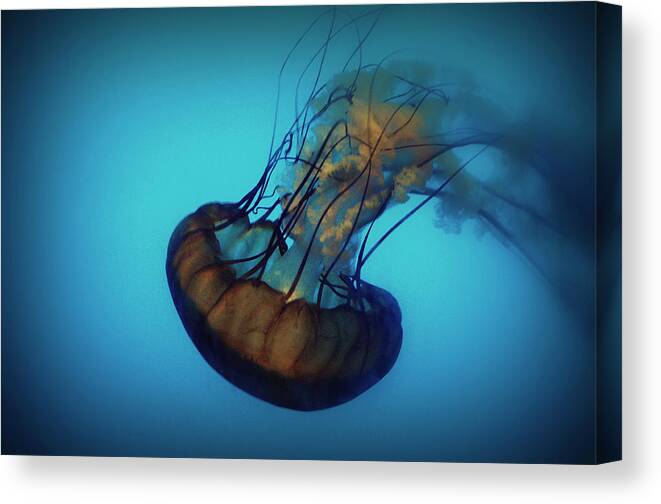 Jellyfish Canvas Print featuring the photograph Floating by Matt Hanson