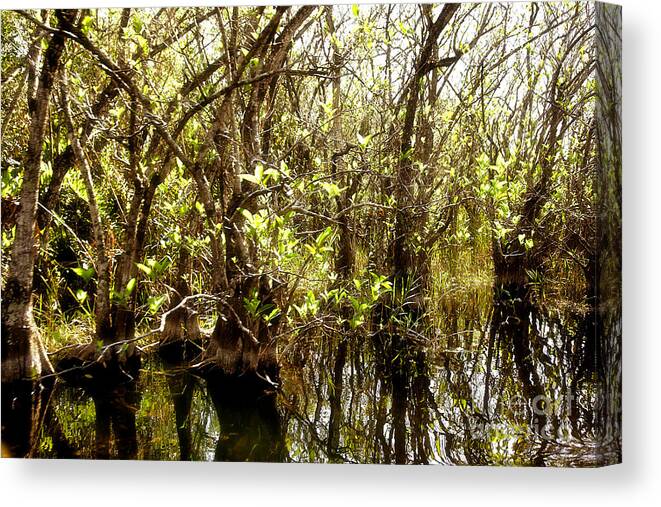 Miami Canvas Print featuring the photograph Florida Everglades 9 by Madeline Ellis