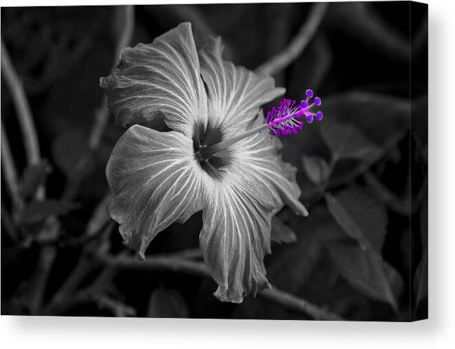 Flower Canvas Print featuring the photograph Flower 2 by Burney Lieberman