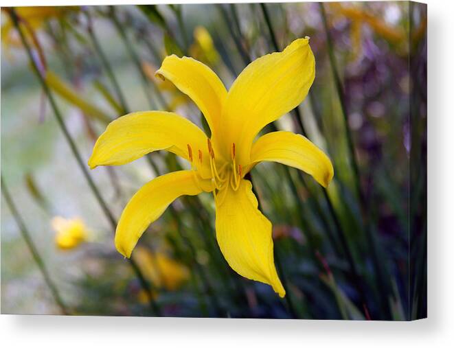 Flower Canvas Print featuring the photograph Flower 7 by David Foster